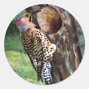 Yellow-shafted Flicker and Tree Cavity Classic Round Sticker