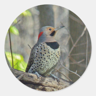 Yellow-Shafted Flicker Coordinating Items Classic Round Sticker