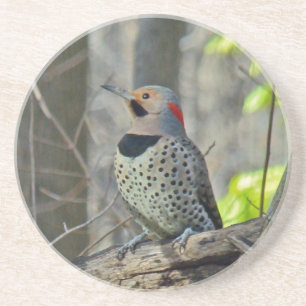 Yellow-Shafted Flicker Woodpecker Coaster