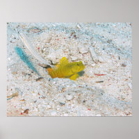 Yellow Shrimp Goby