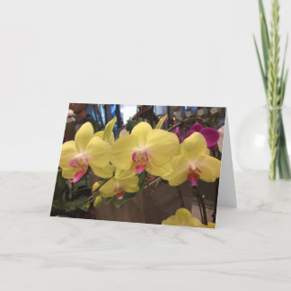 Yellow Singapore orchid greeting card