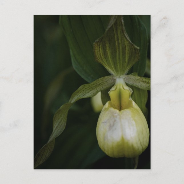 Yellow Slipper 2 Postcard (Front)