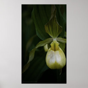 Yellow Slipper 2 Print