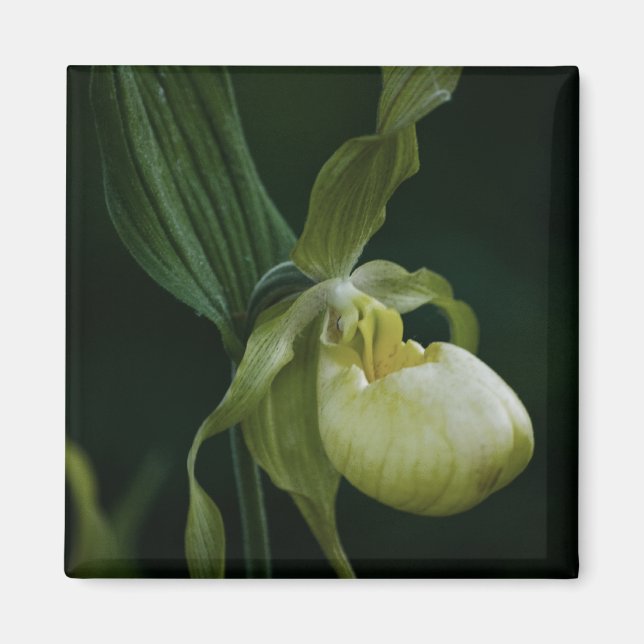 Yellow Slipper Magnet (Front)