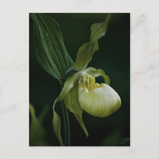 Yellow Slipper Postcard (Front)