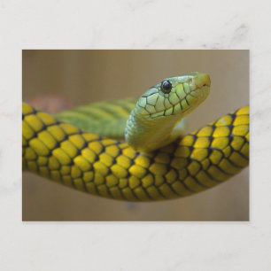 Yellow Snake Postcard