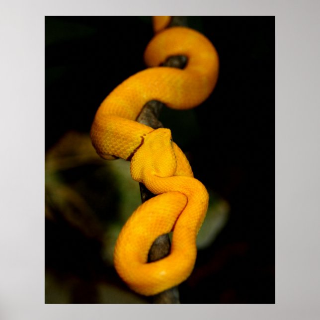 Yellow Snake Poster (Front)