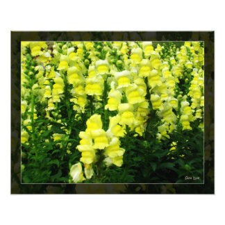 Yellow Snapdragon Field photo