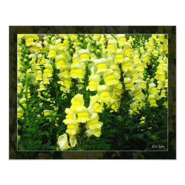 Yellow Snapdragon Field photo (Front)