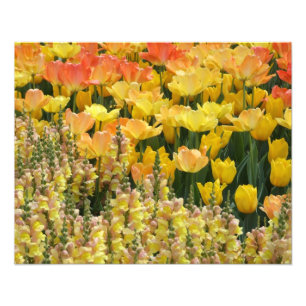 Yellow Snapdragons and Tulips 20" x 16"  Print