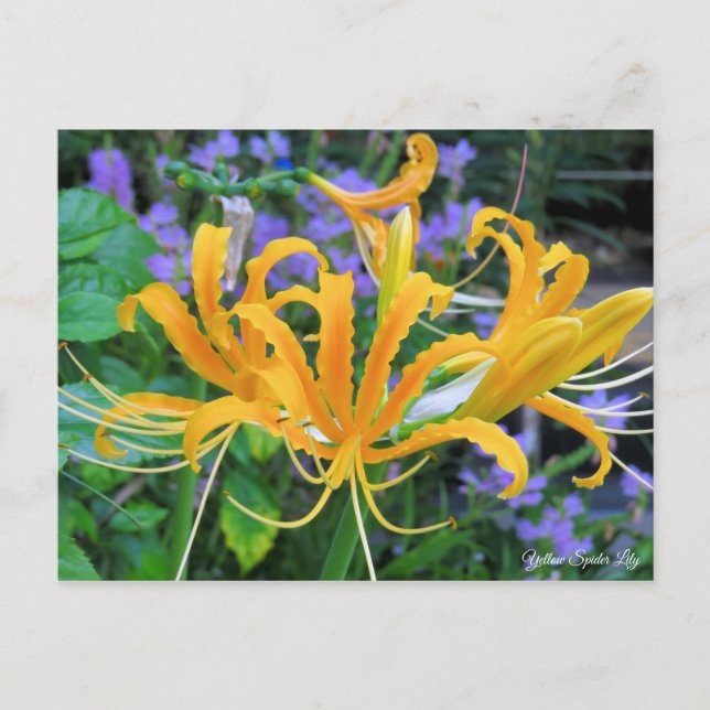 Yellow Spider Lily [Postcard] Postcard (Front)