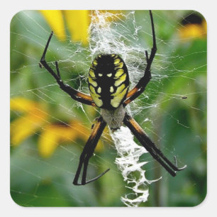 Yellow Spider Square Sticker
