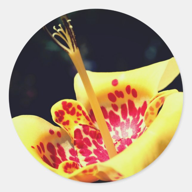 Yellow Spotted Lily Flower Classic Round Sticker (Front)