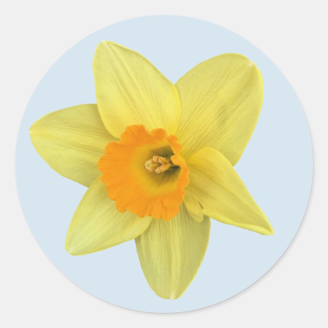 Yellow Spring Daffodil Classic Round Sticker (Front)