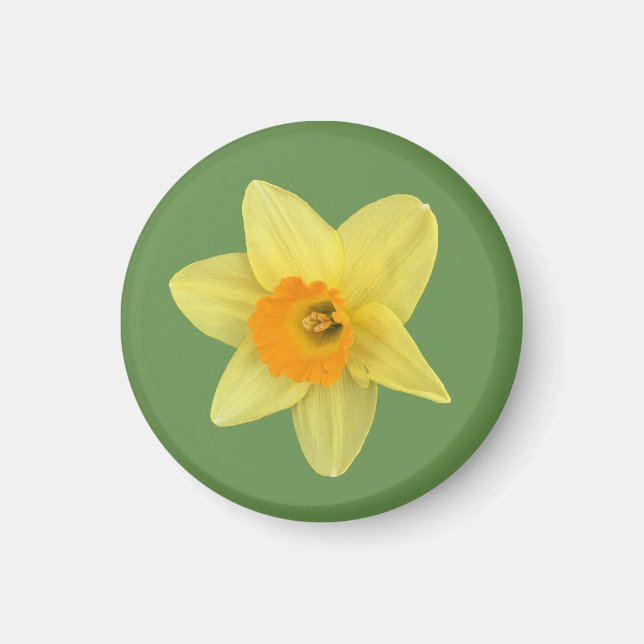 Yellow Spring Daffodil Magnet (Front)