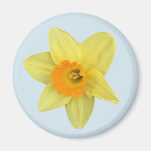 Yellow Spring Daffodil on Pale Blue Magnet