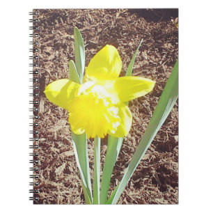 Yellow Spring Daffodil Photography Notebook