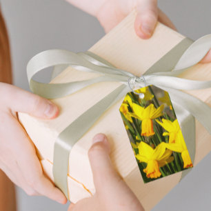 Yellow Spring Daffodils Floral Gift Tags