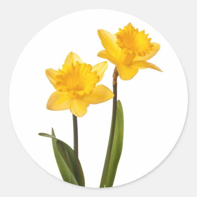 Yellow Spring Daffodils on White Classic Round Sticker (Front)