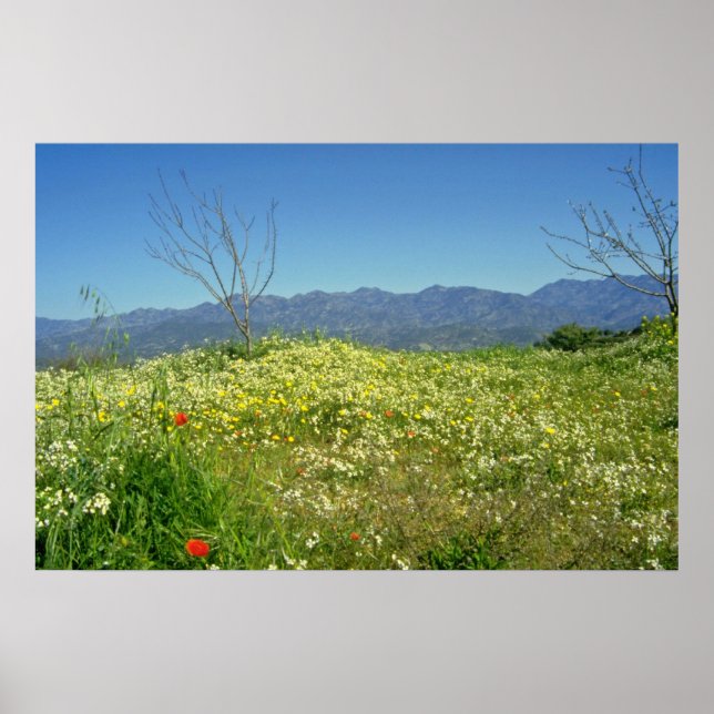yellow Spring field in the mountains of Cyprus flo Poster (Front)