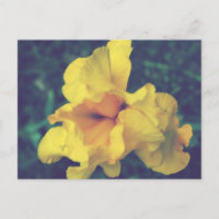 Yellow Spring Iris Floral Photography