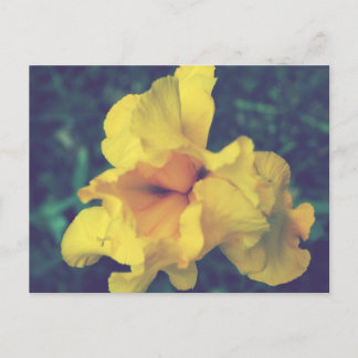 Yellow Spring Iris Floral Photography Postcard
