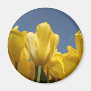 yellow spring magnet