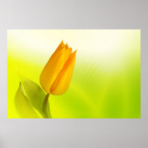 Yellow Spring Queen Poster