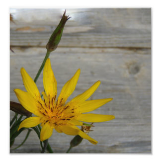 Yellow Star Flower Photo Print