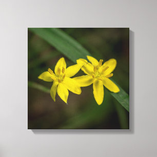 Yellow Star Grass Wildflower Canvas Print