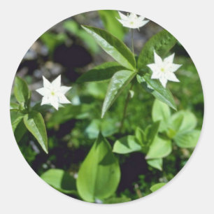 Yellow Starflower (Trientalis Borealis) flowers Classic Round Sticker