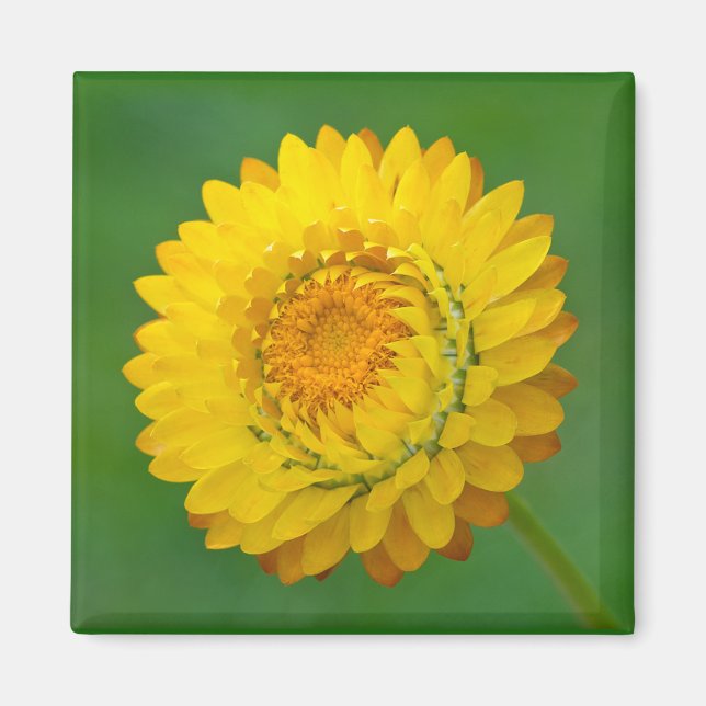 Yellow Strawflower Square Magnet (Front)