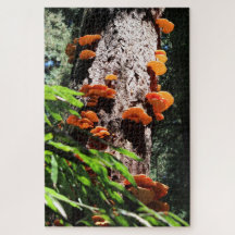 Yellow Sulphur Shelf Mushroom Mycelium