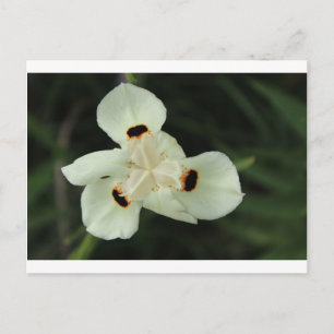 Yellow Summer Flower Postcard