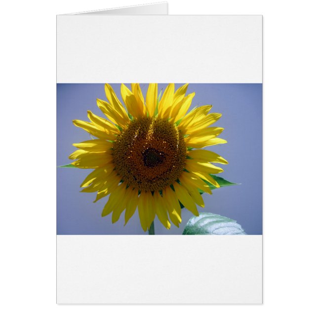 Yellow Sunflower (Front)