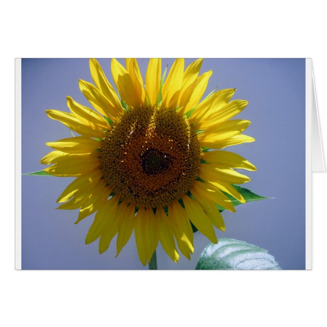 Yellow Sunflower (Front Horizontal)
