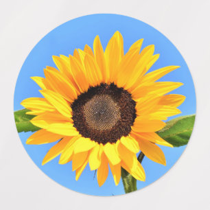 Yellow Sunflower Against Sun on Blue Sky - Summer