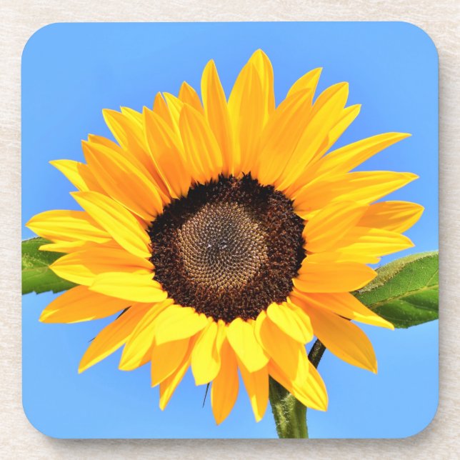 Yellow Sunflower Against Sun on Blue Sky - Summer Coaster (Front)