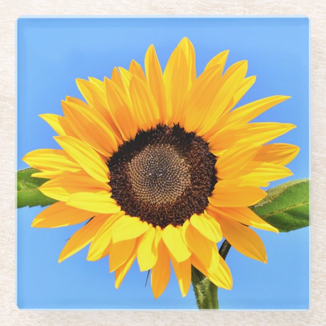 Yellow Sunflower Against Sun on Blue Sky - Summer  Glass Coaster (Front)