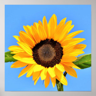 Yellow Sunflower Against Sun on Blue Sky - Summer Poster