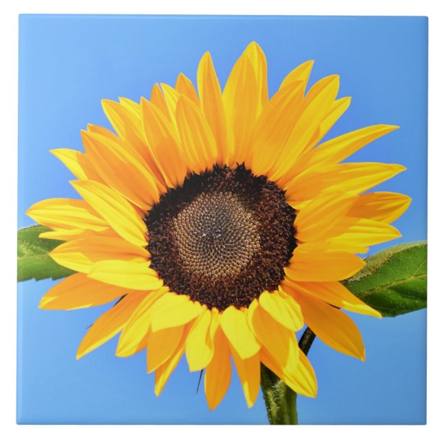Yellow Sunflower Against Sun on Blue Sky - Summer  Tile (Front)