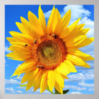 Yellow Sunflower and Bees on Blue Sky - Summer Day