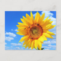 Yellow Sunflower and Bees Summer Postcard