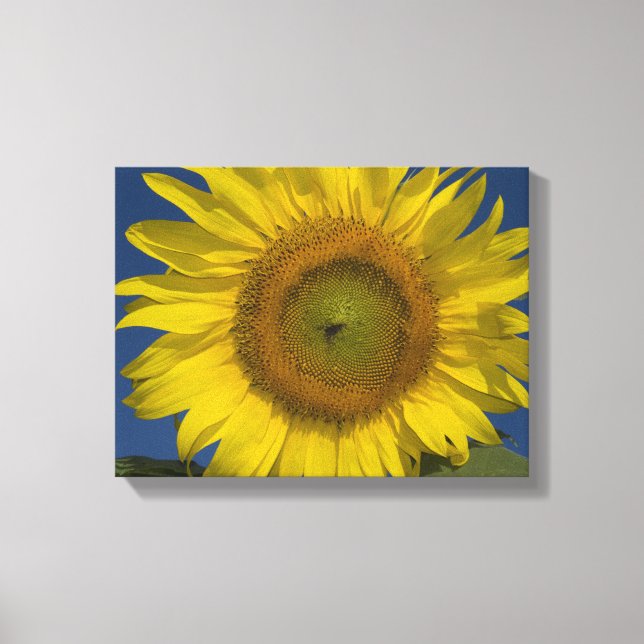 Yellow Sunflower and Blue Sky Canvas Print (Front)