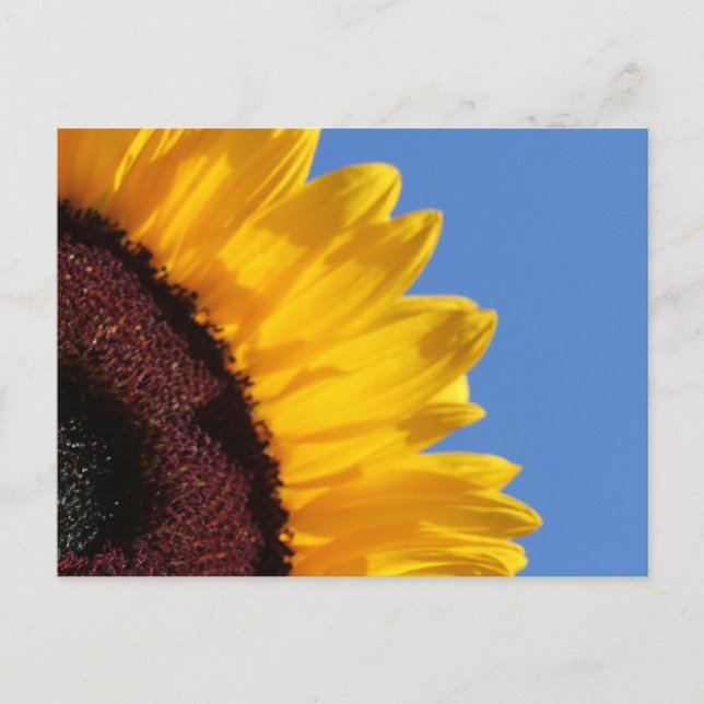 Yellow Sunflower and Blue Sky Postcard (Front)