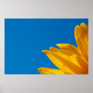 Yellow Sunflower & Azure Sky Poster
