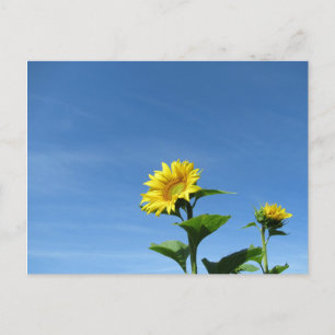Yellow Sunflower & Blue Sky Postcard