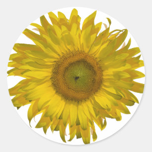 Yellow Sunflower Classic Round Sticker