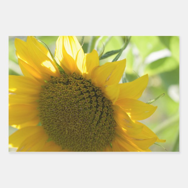 yellow sunflower close up wrapping paper sheet (Front)