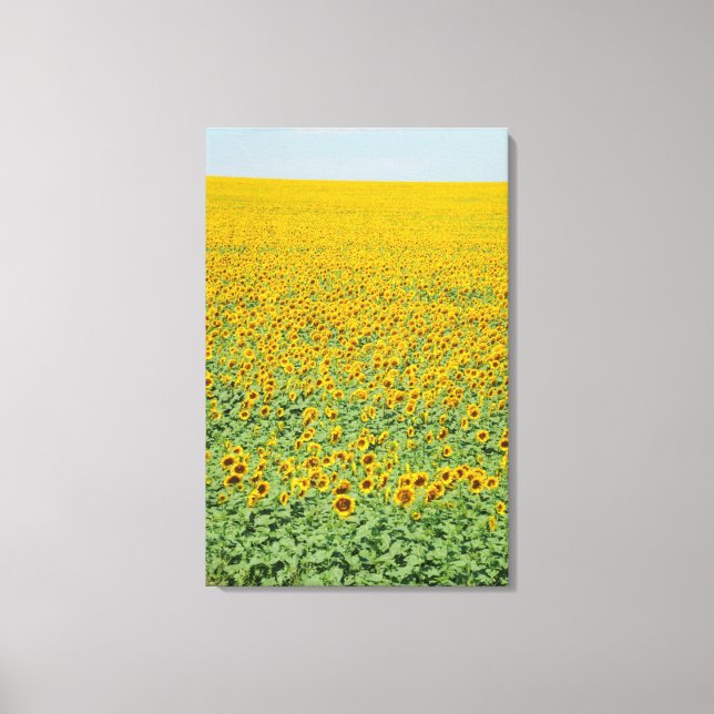 Yellow Sunflower Field Canvas Print (Front)